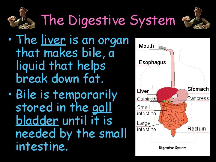 The Digestive System • The liver is an organ that makes bile, a liquid
