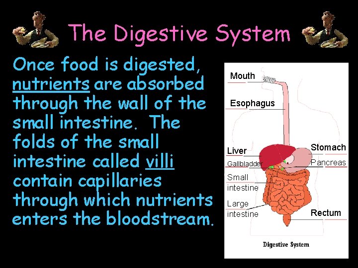 The Digestive System Once food is digested, nutrients are absorbed through the wall of