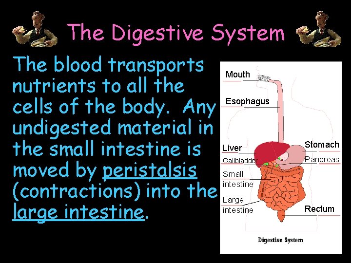 The Digestive System The blood transports Mouth nutrients to all the Esophagus cells of