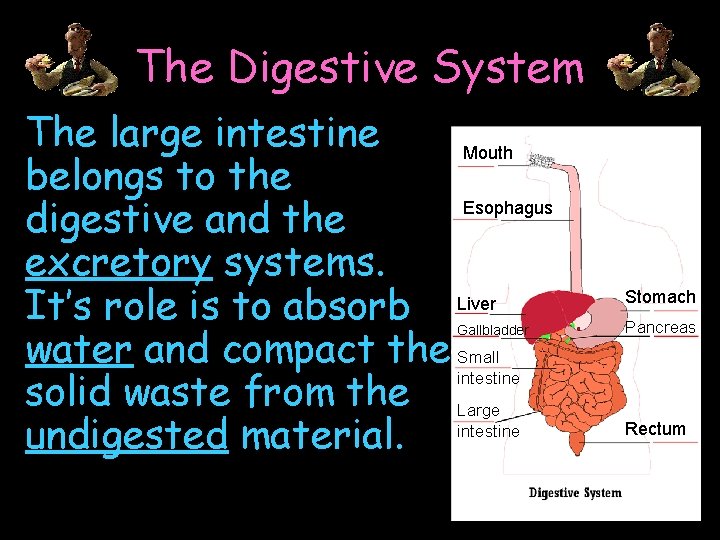 The Digestive System The large intestine Mouth belongs to the Esophagus digestive and the