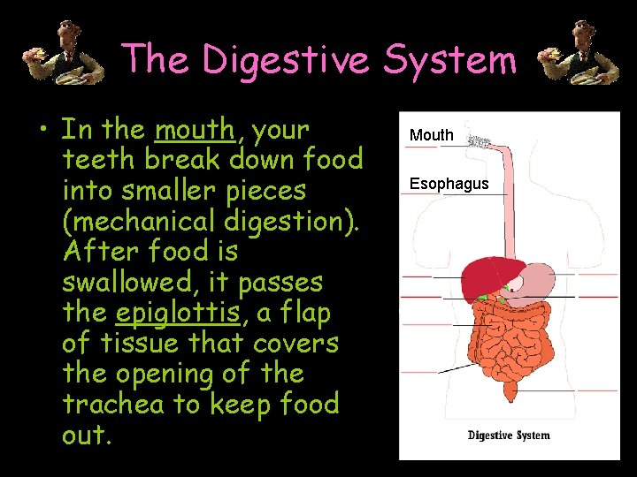 The Digestive System • In the mouth, your teeth break down food into smaller