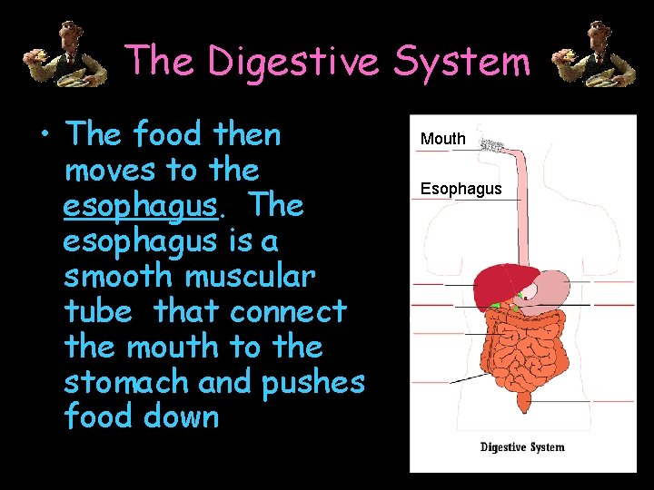 The Digestive System • The food then moves to the esophagus. The esophagus is