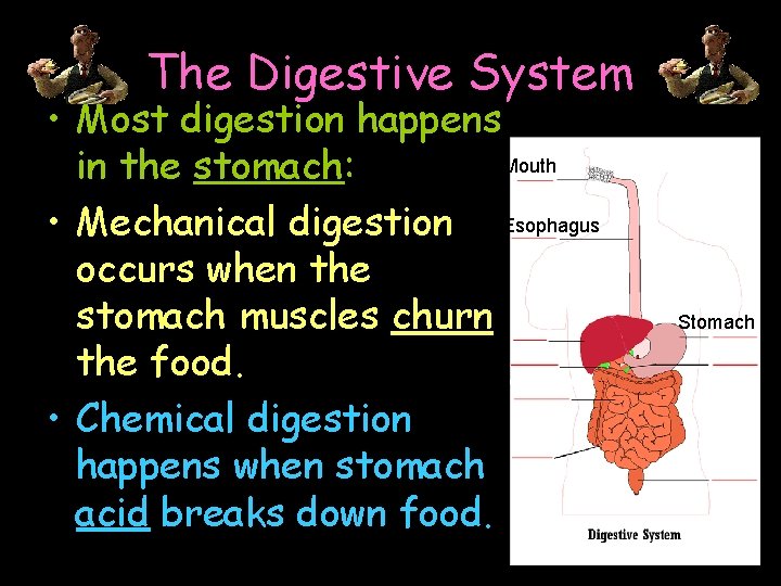 The Digestive System • Most digestion happens Mouth in the stomach: • Mechanical digestion