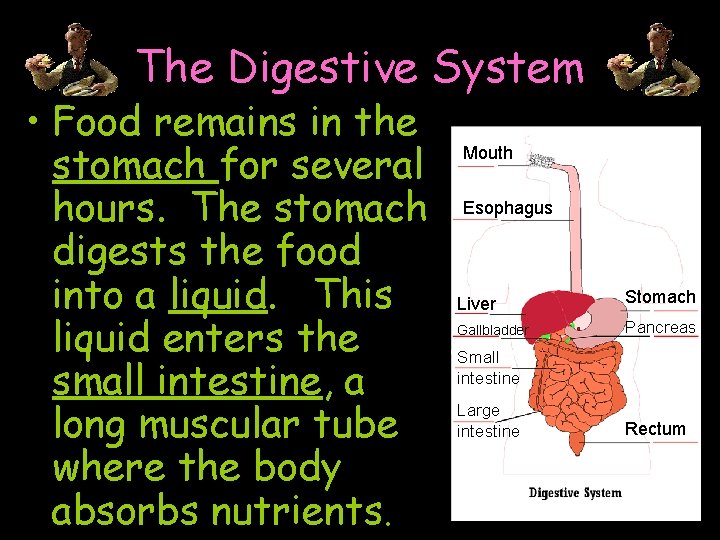 The Digestive System • Food remains in the stomach for several hours. The stomach