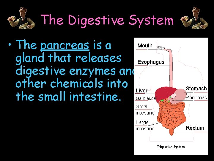 The Digestive System Mouth • The pancreas is a gland that releases Esophagus digestive
