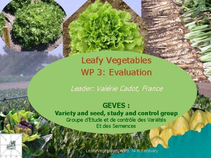 Leafy Vegetables WP 3: Evaluation Leader: Valérie Cadot, France GEVES : Variety and seed,