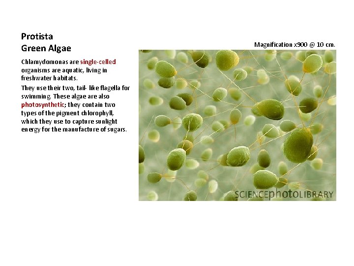 Protista Green Algae Chlamydomonas are single-celled organisms are aquatic, living in freshwater habitats. They