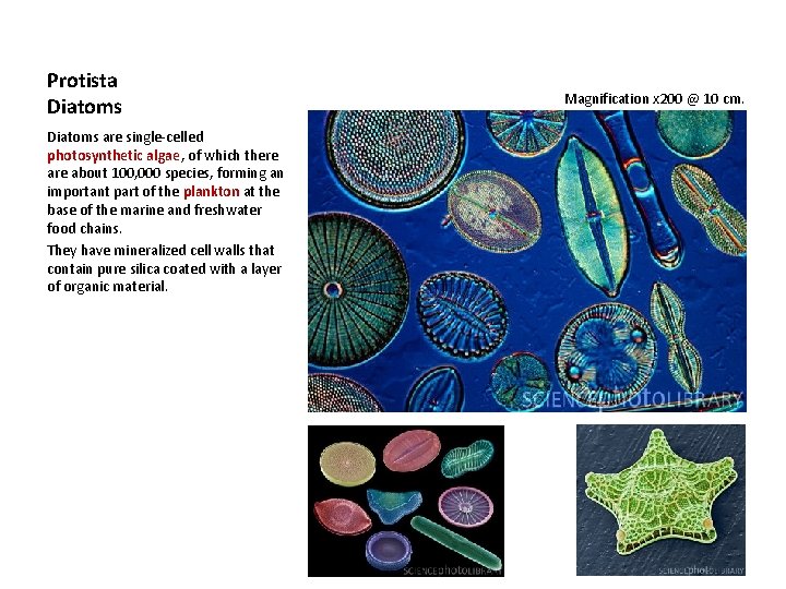 Protista Diatoms are single-celled photosynthetic algae, of which there about 100, 000 species, forming