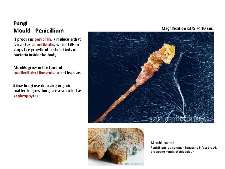 Fungi Mould - Penicillium Magnification x 375 @ 10 cm. It produces penicillin, a