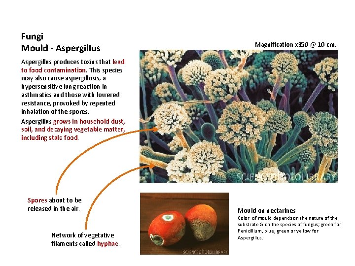 Fungi Mould - Aspergillus Magnification x 350 @ 10 cm. Aspergillus produces toxins that