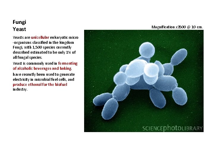 Fungi Yeasts are unicellular eukaryotic micro -organisms classified in the kingdom Fungi, with 1,