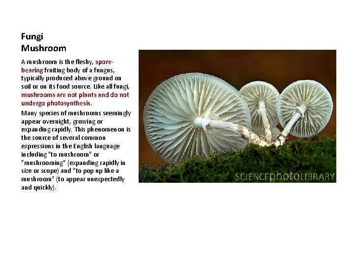 Fungi Mushroom A mushroom is the fleshy, sporebearing fruiting body of a fungus, typically