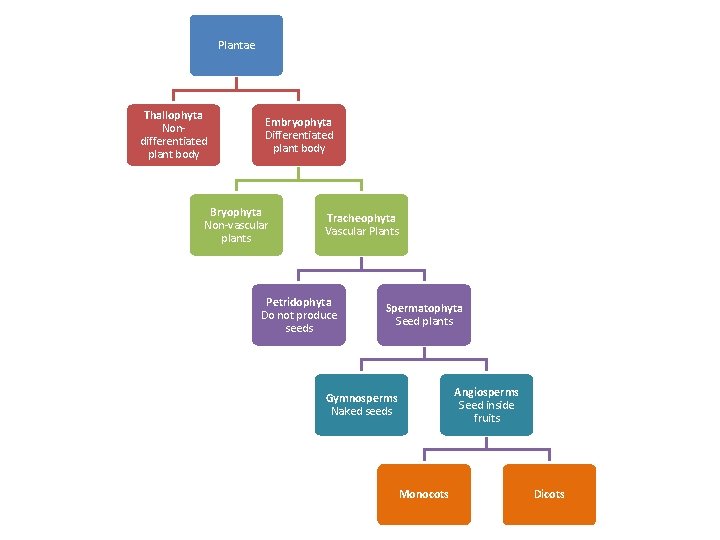 Plantae Thallophyta Nondifferentiated plant body Embryophyta Differentiated plant body Bryophyta Non-vascular plants Tracheophyta Vascular