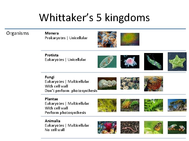 Whittaker’s 5 kingdoms Organisms Monera Prokaryotes | Unicellular Protista Eukaryotes | Unicellular Fungi Eukaryotes