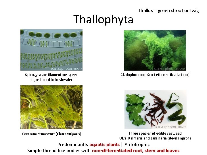 Thallophyta thallus = green shoot or twig Spirogyra are filamentous green algae found in