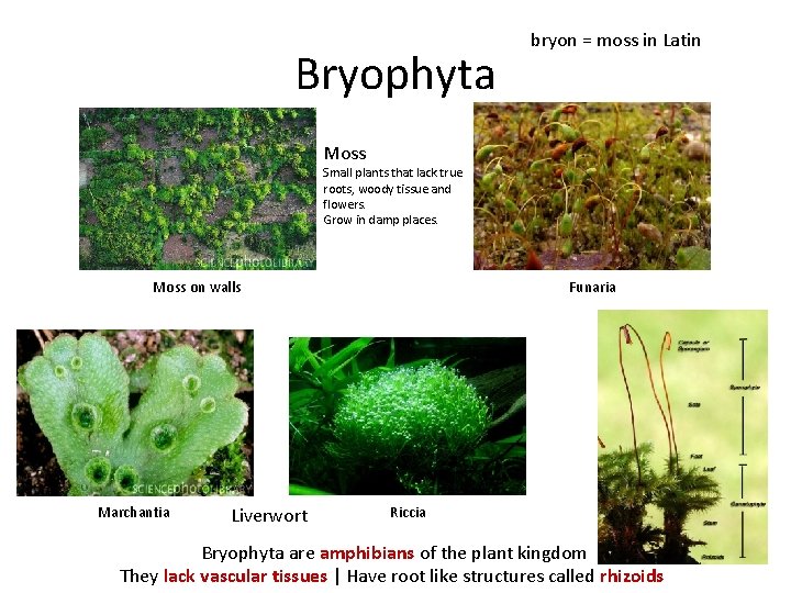 Bryophyta bryon = moss in Latin Moss Small plants that lack true roots, woody