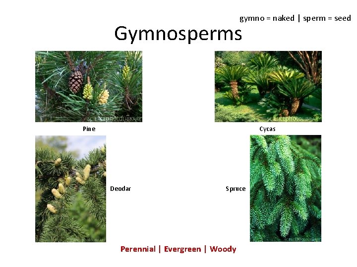gymno = naked | sperm = seed Gymnosperms Pine Cycas Deodar Spruce Perennial |