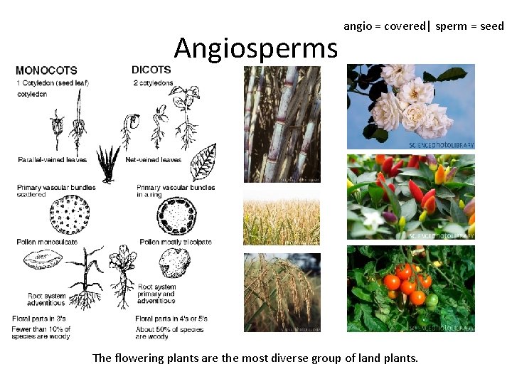 Angiosperms angio = covered| sperm = seed The flowering plants are the most diverse