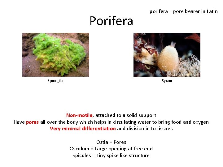 Porifera porifera = pore bearer in Latin Spongilla Sycon Non-motile, attached to a solid