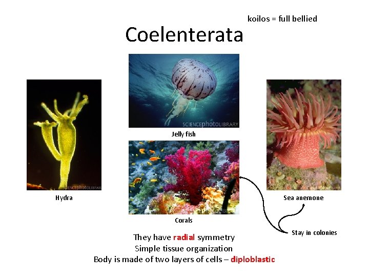 Coelenterata koilos = full bellied Jelly fish Hydra Sea anemone Corals They have radial