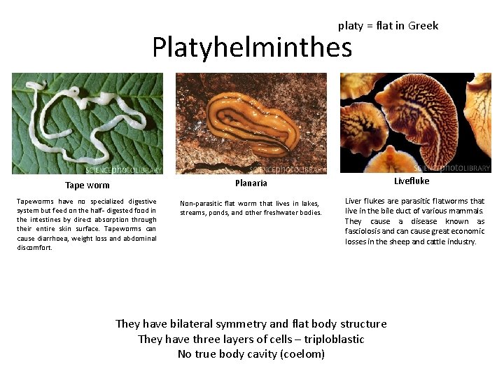 platy = flat in Greek Platyhelminthes Tape worm Planaria Tapeworms have no specialized digestive