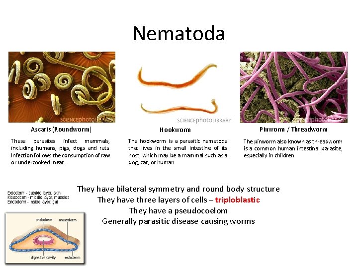 Nematoda Ascaris (Roundworm) These parasites infect mammals, including humans, pigs, dogs and rats. Infection