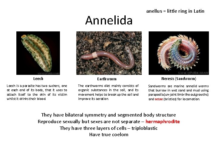 Annelida Leech is a parasite has two suckers, one at each end of its