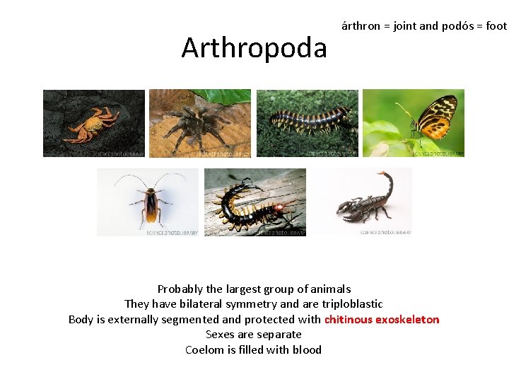 Arthropoda árthron = joint and podós = foot Probably the largest group of animals