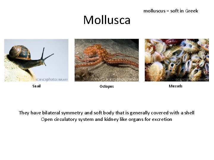 Mollusca Snail Octopus molluscus = soft in Greek Mussels They have bilateral symmetry and