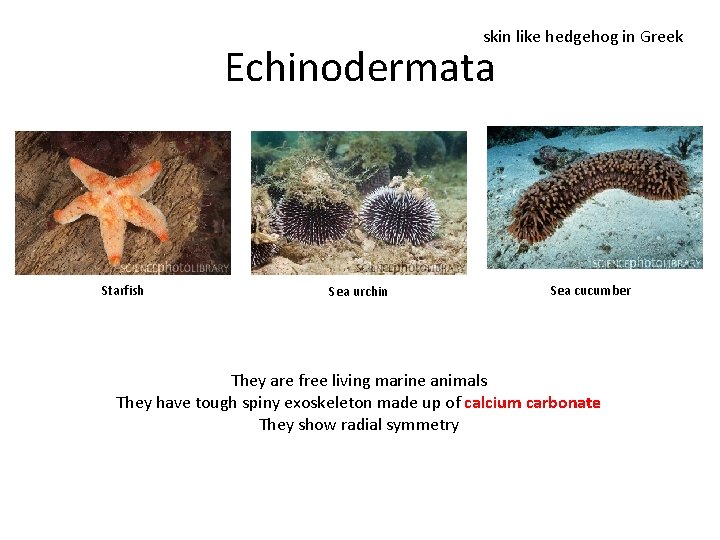 skin like hedgehog in Greek Echinodermata Starfish Sea urchin Sea cucumber They are free