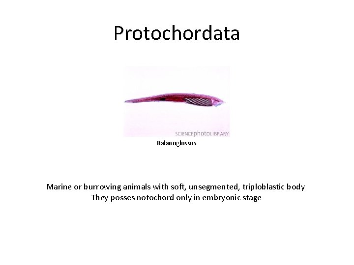 Protochordata Balanoglossus Marine or burrowing animals with soft, unsegmented, triploblastic body They posses notochord