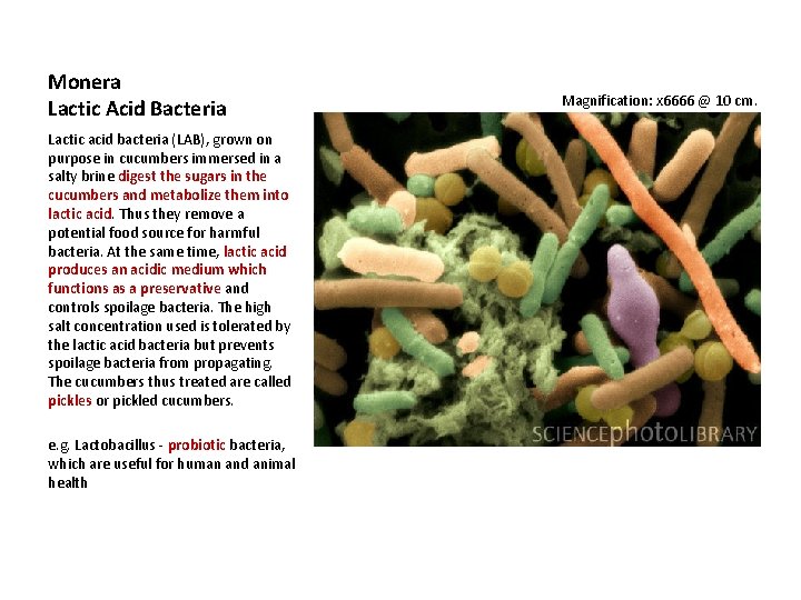 Monera Lactic Acid Bacteria Lactic acid bacteria (LAB), grown on purpose in cucumbers immersed