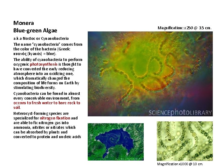 Monera Blue-green Algae Magnification: x 250 @ 3. 5 cm. a. k. a Nostoc