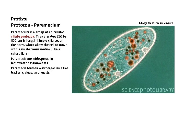 Protista Protozoa - Paramecium is a group of unicellular ciliate protozoa. They are about
