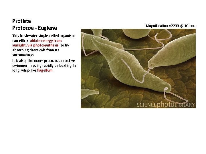 Protista Protozoa - Euglena This freshwater single-celled organism can either obtain energy from sunlight,