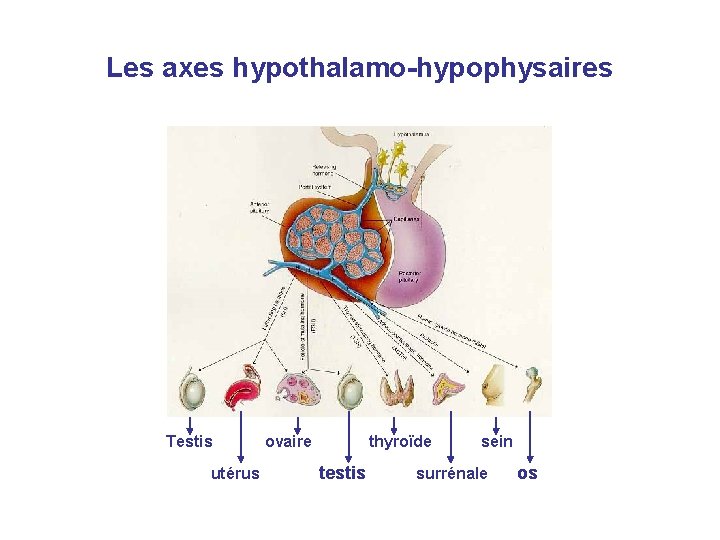 Les axes hypothalamo-hypophysaires Testis utérus ovaire thyroïde testis sein surrénale os 