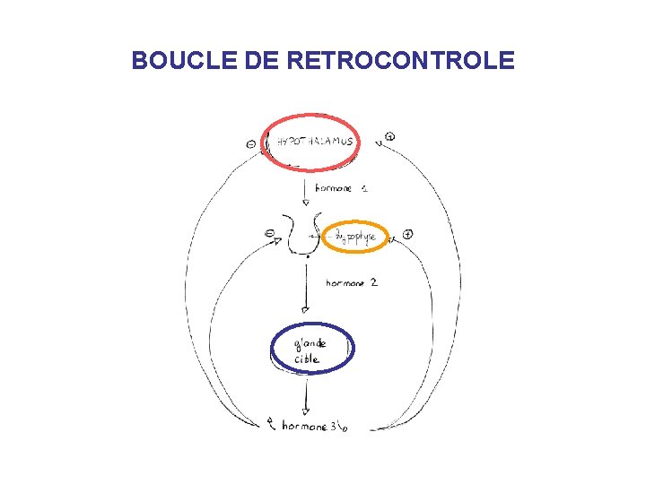 BOUCLE DE RETROCONTROLE 