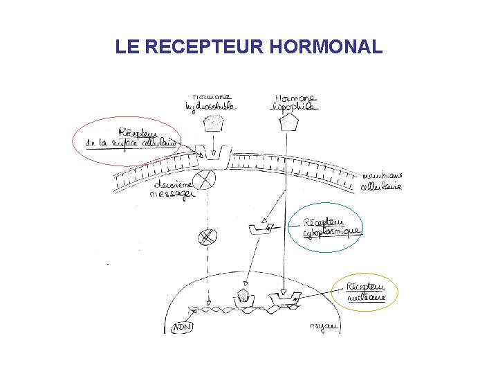 LE RECEPTEUR HORMONAL 