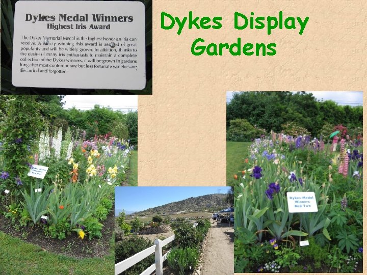 Dykes Display Gardens 