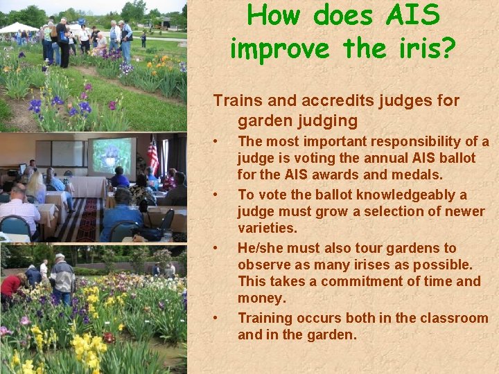 How does AIS improve the iris? Trains and accredits judges for garden judging •