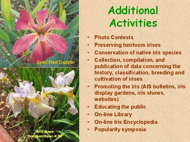 Additional Activities Spec Red Dazzler • • • Photo Contests Preserving heirloom irises Conservation