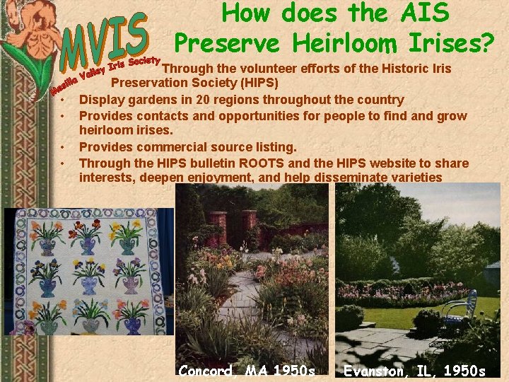 How does the AIS Preserve Heirloom Irises? • • Through the volunteer efforts of