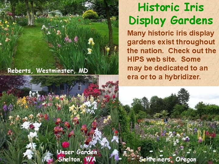 Historic Iris Display Gardens Reberts, Westminster, MD Unser Garden Shelton, WA Many historic iris