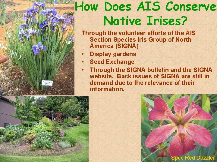 How Does AIS Conserve Native Irises? Through the volunteer efforts of the AIS Section