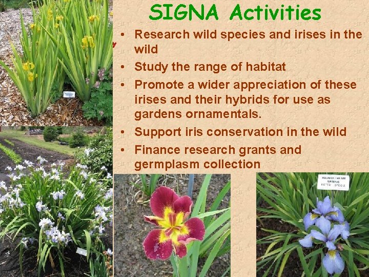 SIGNA Activities • Research wild species and irises in the wild • Study the