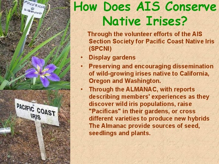 How Does AIS Conserve Native Irises? Through the volunteer efforts of the AIS Section