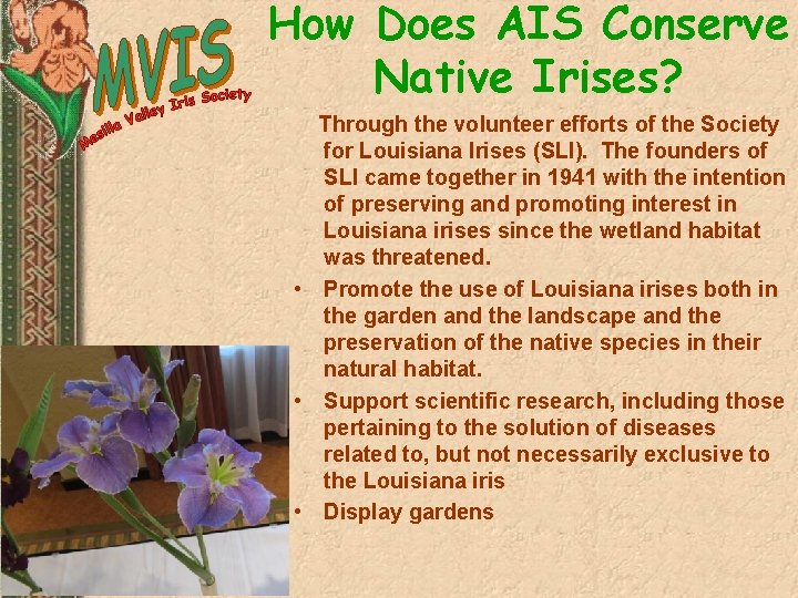 How Does AIS Conserve Native Irises? Through the volunteer efforts of the Society for
