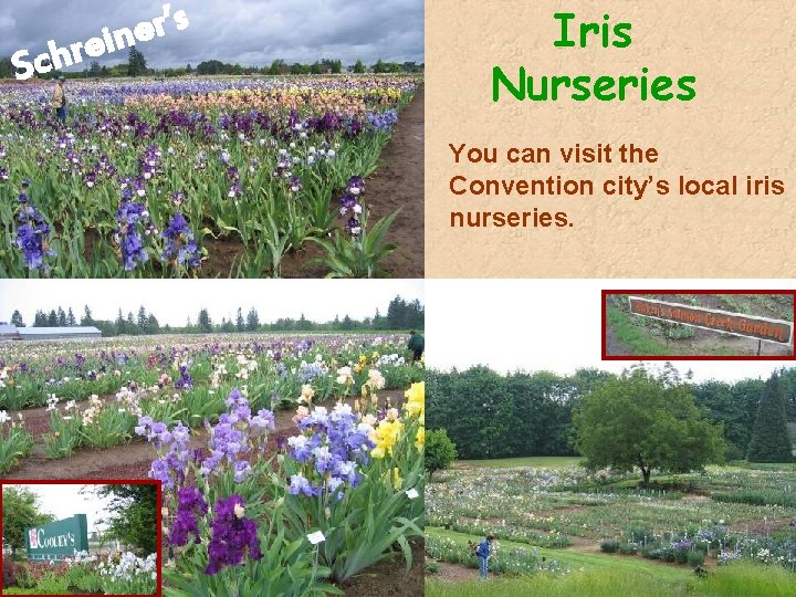 s ’ r e n i e r Sch Iris Nurseries You can visit