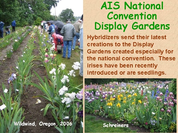 AIS National Convention Display Gardens Hybridizers send their latest creations to the Display Gardens