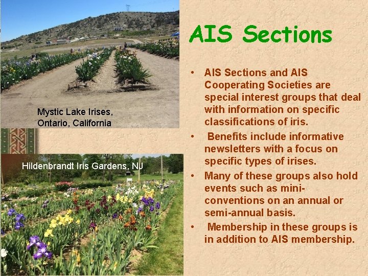 AIS Sections Mystic Lake Irises, Ontario, California Hildenbrandt Iris Gardens, NJ • AIS Sections